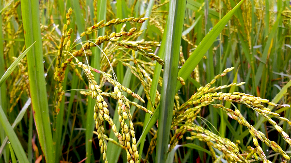 India Rice Ban